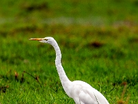Rezerwat w Chobe (Botswana)
